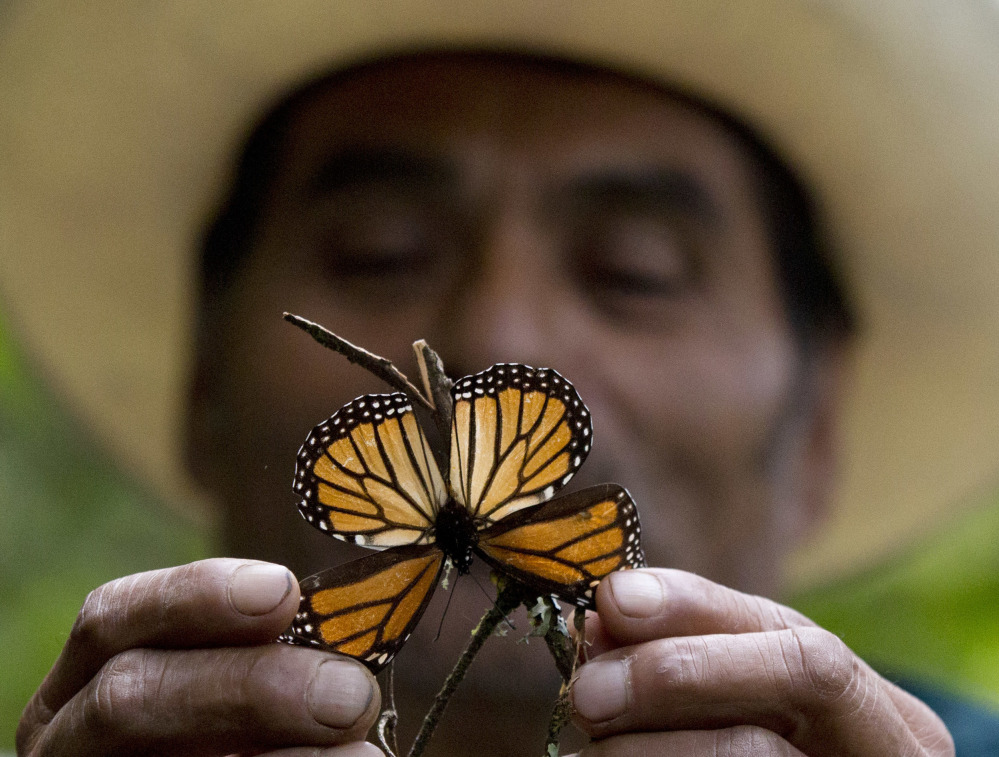 A guide holds up a damaged and dying butterfly at the monarch butterfly reserve in Piedra Herrada, Mexico State, Mexico, last November.
