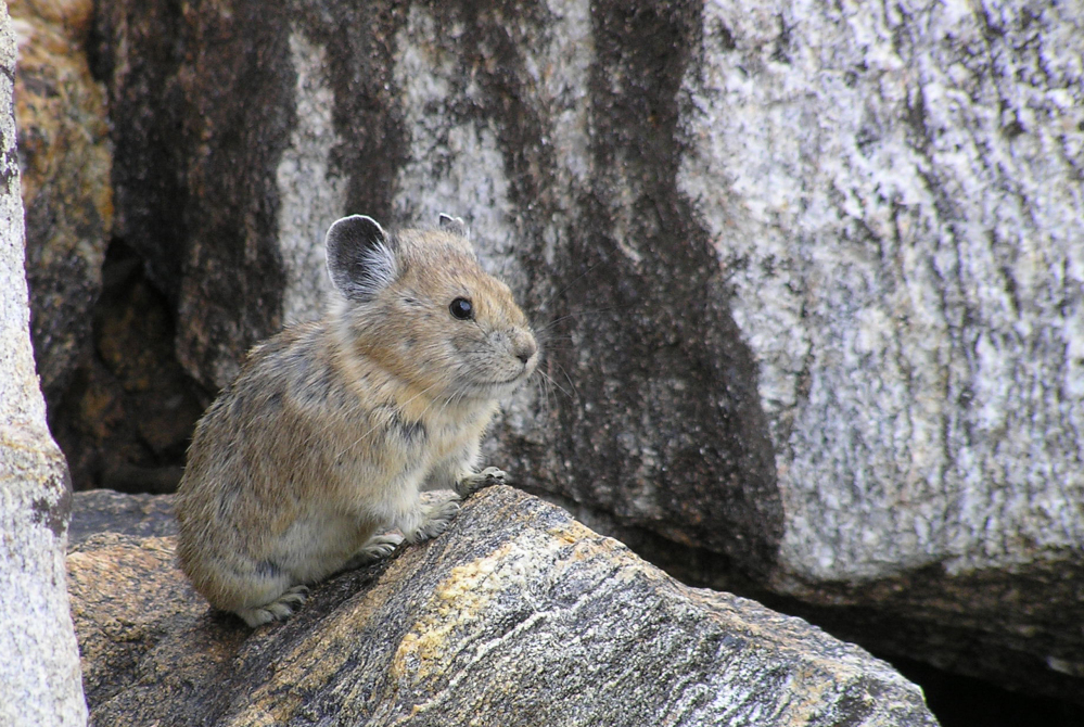 Similar in size to a hamster, the pika has big, round ears and thick fur, making it a favorite of hikers. Wildlife advocates have asked for federal endangered status for the animal.
