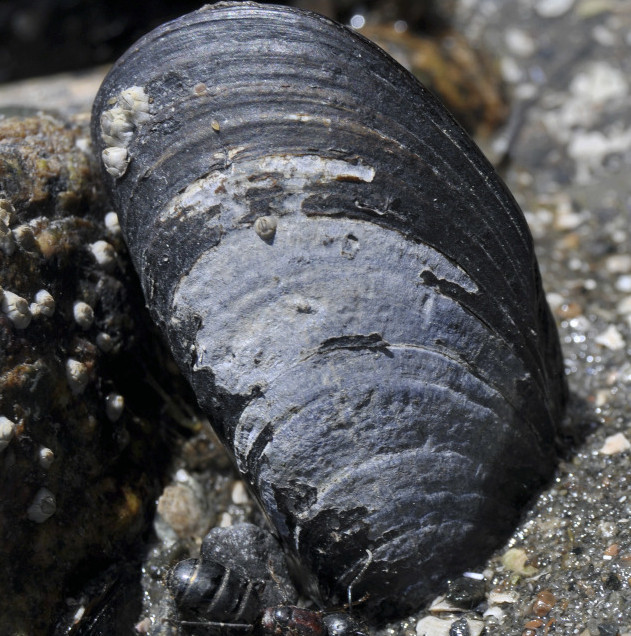 A blue mussel clings to a rock at Mount Desert Island on the Maine coast. A new scientific study says the numbers of mussels have declined dramatically in the Gulf of Maine.