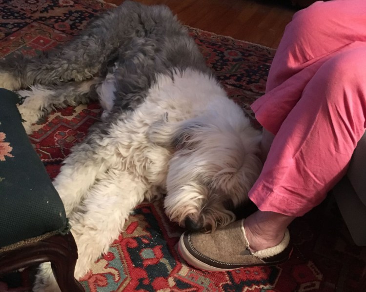Jack helps J.P. Devine with his writing. The 13-year-old Old English sheepdog is one in a long line of Devine dogs.
