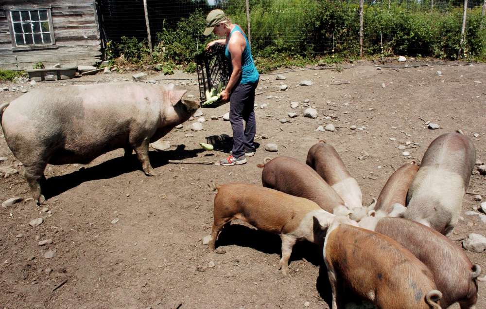 Staff photo by David Leaming Farmer Johanna Burdet feeds Fat Man the pig and piglets at Moodytown Gardens farm in Palmyra last month.