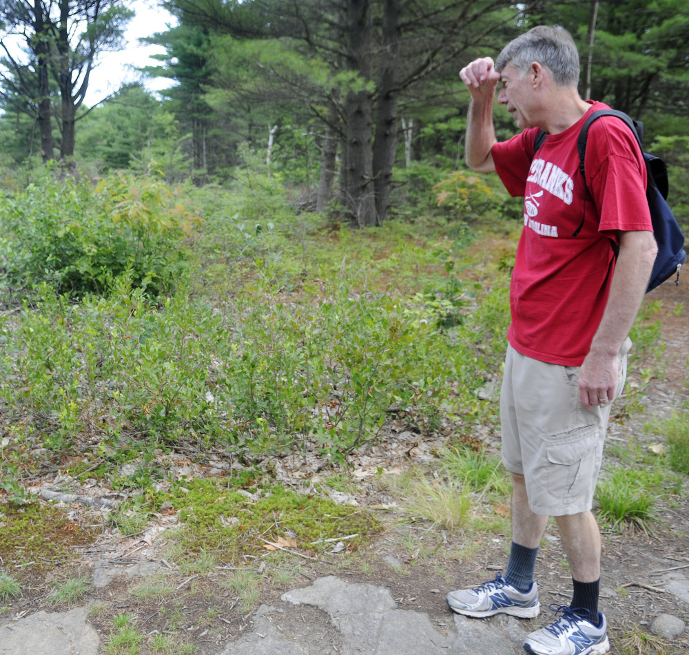 Kennebec Land Trust project aims to let wild blueberries flourish on