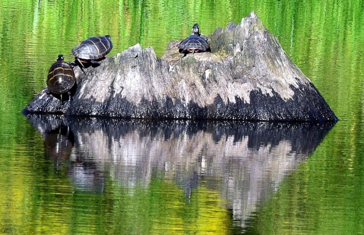 Painted turtles in August morning sun in Troy.
