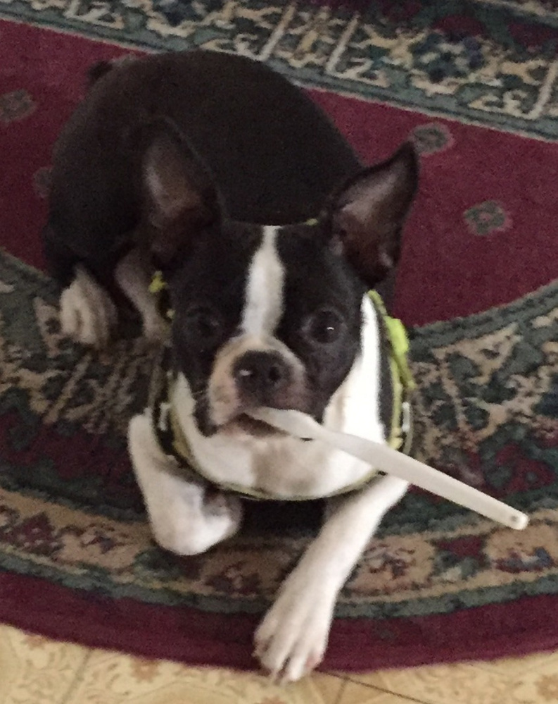 Fergie Rose, a 10-month-old Boston terrier, was killed Tuesday afternoon when it was attacked by three pit bulls on Lucille Avenue in Winslow. Sharron Carey, the dog's owner, was treated for wounds at Inland Hospital in Waterville that she suffered while trying to save the puppy.