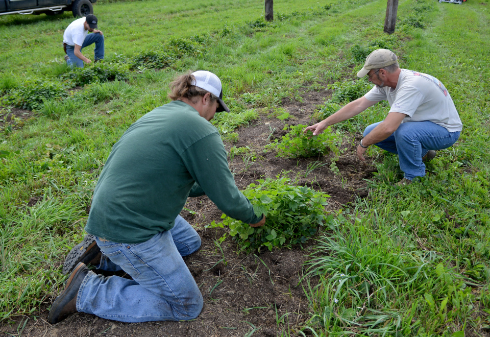 Nathan Lattin, left foreground, weeds the hop field at Bigelow Brewing Co. with Bigelow owner Jeff Powers, right, and Colin Hoffman, of Madison, on Tuesday in Skowhegan. Bigelow Brewing is gearing up for the first craft beer festival in Skowhegan this weekend. The festival will feature 20 craft beer and cider companies.