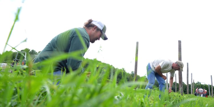 Nathan Lattin of New Portland, left, and Jeff Powers, of Skowhegan, pull weeds from a hop field Tuesday at Bigelow Brewing in Skowhegan. Bigelow Brewing is gearing up for the first craft beer festival in Skowhegan this weekend. The festival will feature 20 craft beer and cider companies.