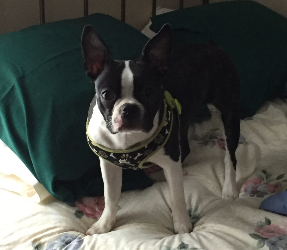 Fergie Rose, a 10-month-old Boston terrier, was killed by two pit bull terriers that escaped from their yard Tuesday on Lucille Avenue in Winslow. Fergie Rose's owner, Sharron Carey, was wounded in the attack. The attacking dogs' owners, Danielle Jones and Brandon Ross, have been charged with keeping a dangerous dog.