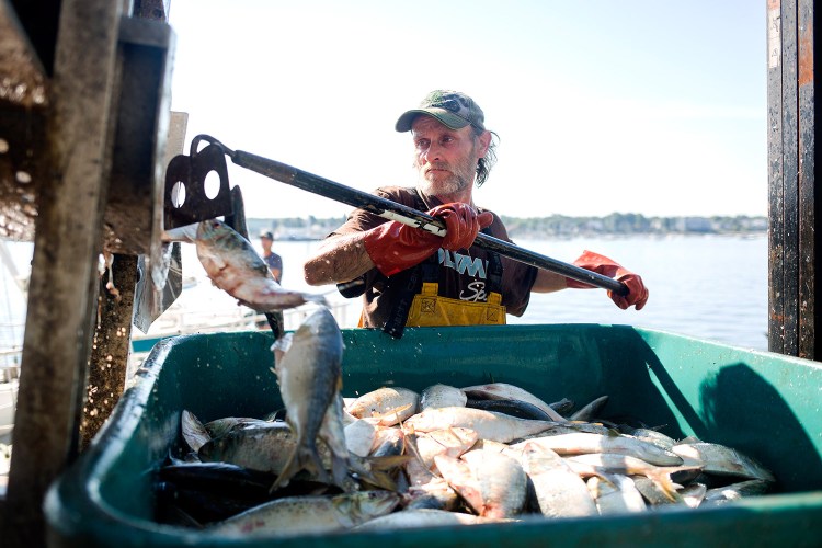 John Norwood works to unload pogies Friday at Coastal Bait on the Portland waterfront. 
