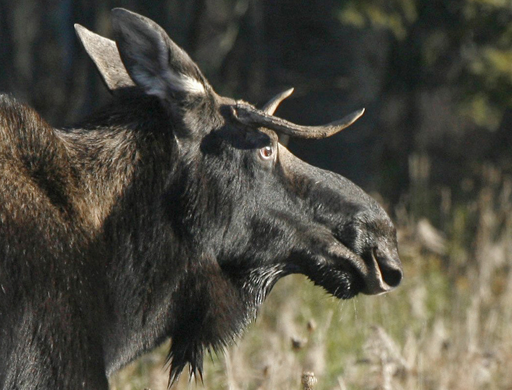 Vermont's moose herd is currently estimated at about 2,200, below the goal of about 3,000.