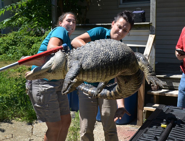 Staff from the Zoo at Forest Park in Springfield handle a 6-foot, 150-pound alligator found in the backyard in West Springfield, Mass. 