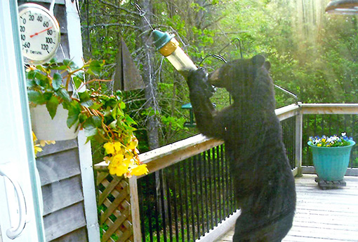 Yvonne Dickson says the bear waited out a police officer's visit and was back pilfering a bird feeder minutes later.