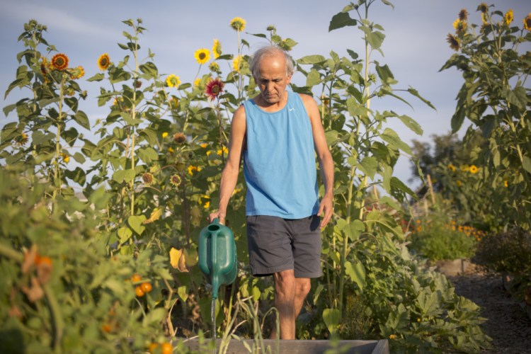 Ralph Carmona waters his plot at the North Street Community Garden. There is a long wait list for plots in Portland's community gardens, and now new gardens are being proposed in the Rosemont and Oakdale neighborhoods.
Brianna Soukup/Staff Photographer