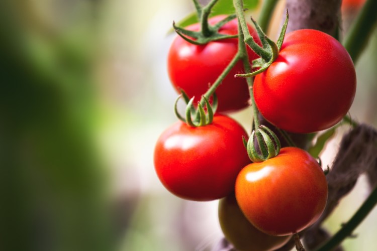 You can use any type or color tomato, but plum tomatoes are the meatiest and produce the most substantial result.