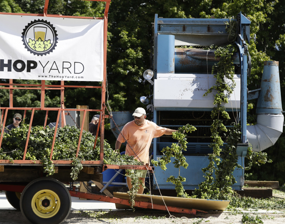 Charlie Hamblen feeds hops into a machine that strips the flower from the plant at his farm in Gorham. A thirst for hoppy beers has pushed production into nontraditional spots like the Gorham farm.