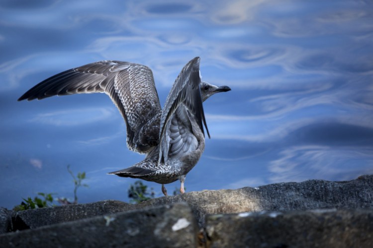A large gull spreads its wings Thursday before taking flight at Deering Oaks. Three dozen juvenile herring gulls have been found dead in the park in recent weeks.