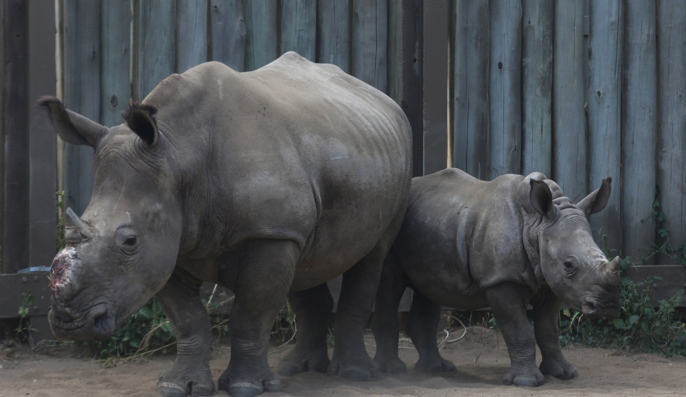 A de-horned rhino mother stands with her baby at a rhino orphanage in the Hluhluwe-iMfolozi Game Reserve in South Africa's KwaZulu Natal province. Rhinos have been slaughtered in increasing numbers to meet demand for their horns.