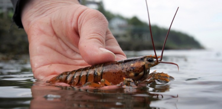 A scientist releases a juvenile lobster while doing research on Orr's Island in Harpswell in 2007. A University of Maine study says lobster larvae struggle in water 5 degrees warmer than is typical in the western Gulf of Maine.