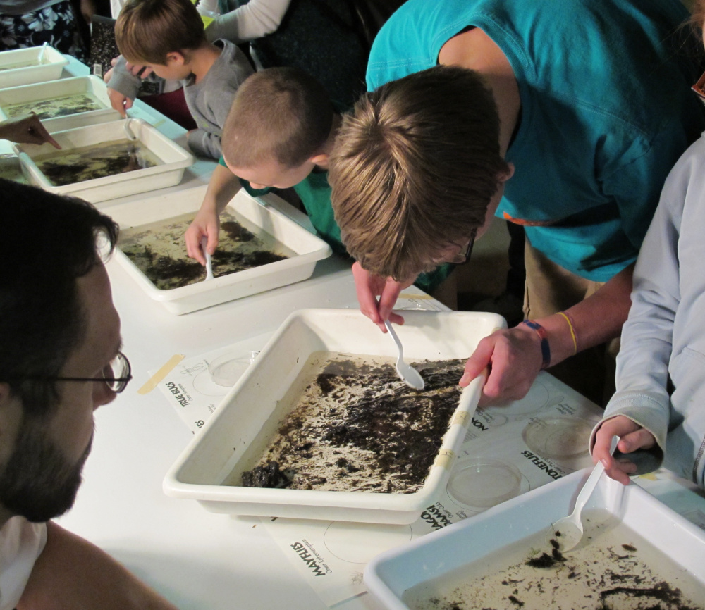 Young visitors examine live aquatic insects in one of the interactive displays at Bug Maine-ia to be held this year on Tuesday, Sept. 13, at the Maine State Museum.