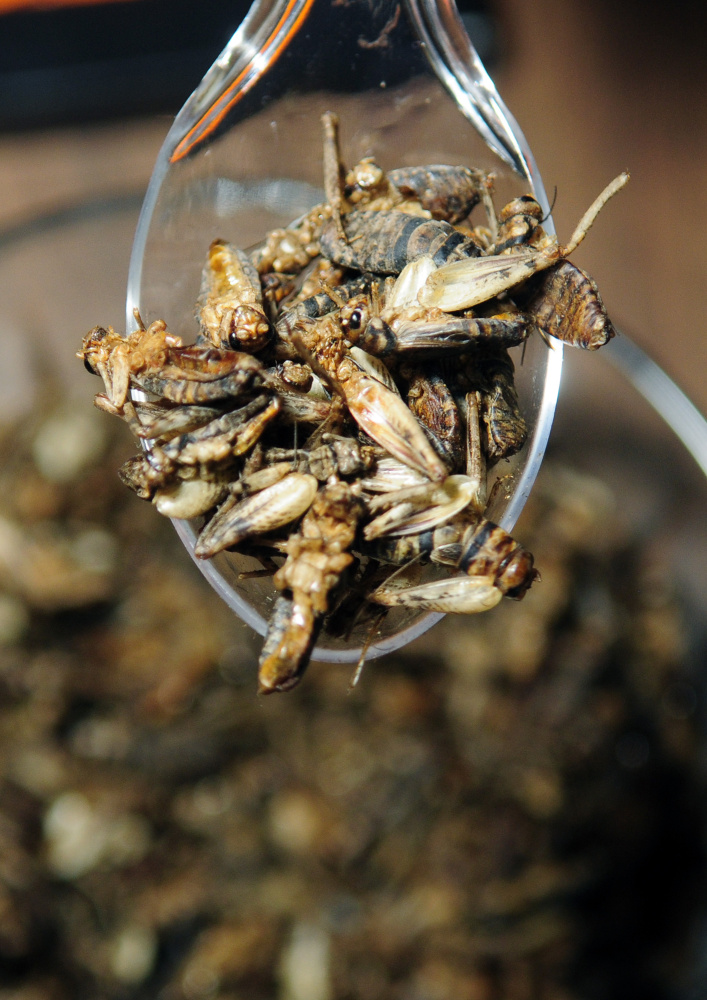 Entosense Inc. offered samples of roast crickets during Bug Maine-ia on Tuesday at the Maine State Museum in Augusta.