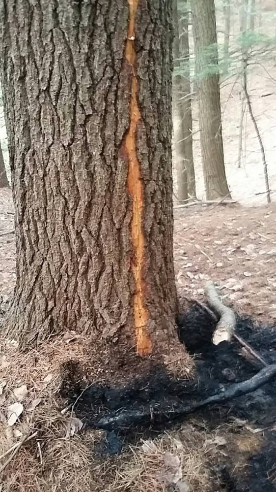 A Maine Forest Service photo shows a tree that was apparently struck by lightning Sunday, igniting a fire in Sidney that destroyed nearly one acre of woods in recent days.