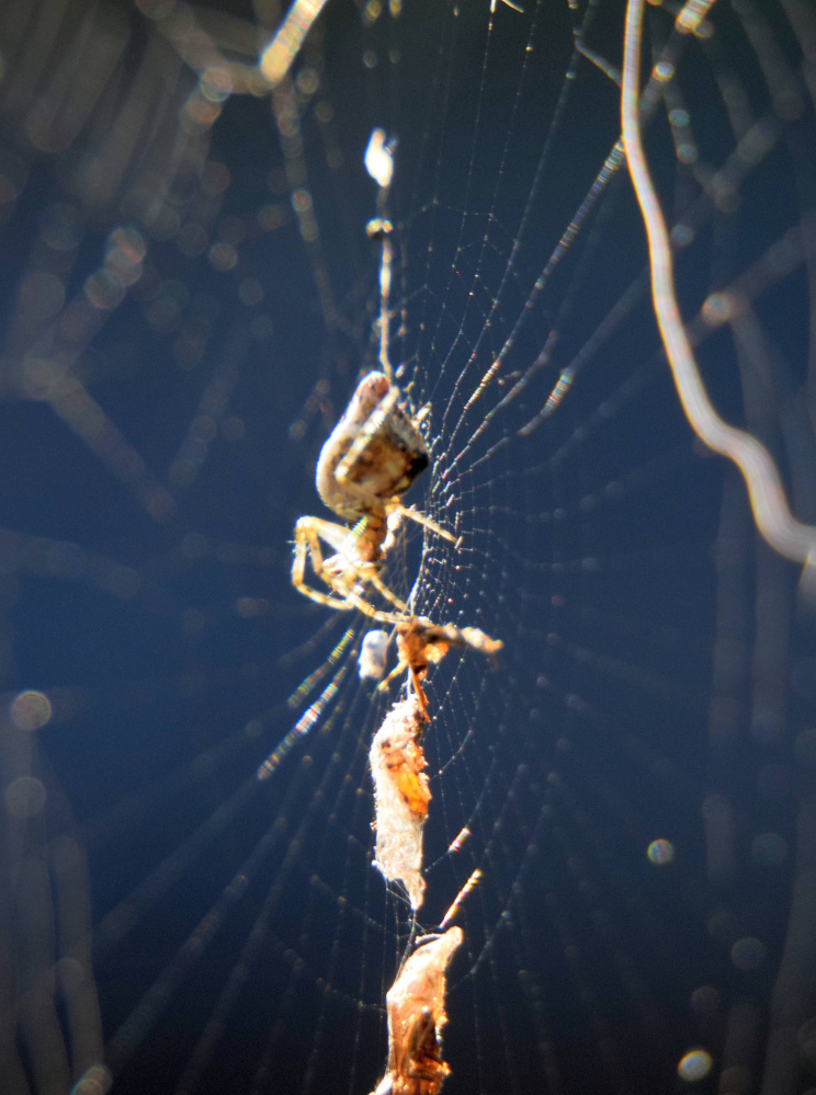 A trashline spider, Cyclosa conica, waits in her web under a deck railing in Troy in September.