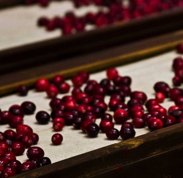 Cranberry harvest is underway, so now is the time to order a box of Maine-grown cranberries for your sauces and baked goods.
