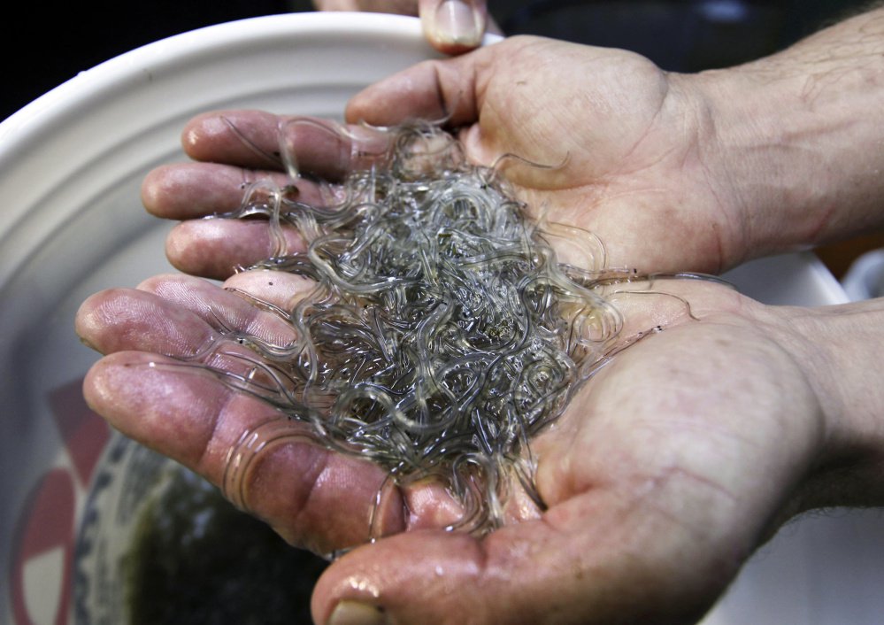 asdf;lkjl;kj .... FILE - In this Friday, March 24, 2012 photo, a man holds elvers, young, translucent eels, in Portland, Maine. Days after state lawmakers authorized regulations establishing eel fisheries in the state, a 15-state regional governing agency voted Monday, May 12, 2014, to allow states to open certain eel fisheries. Fisheries for baby eel, or elver, currently operate only in Maine and South Carolina. (AP Photo/Robert F. Bukaty)
