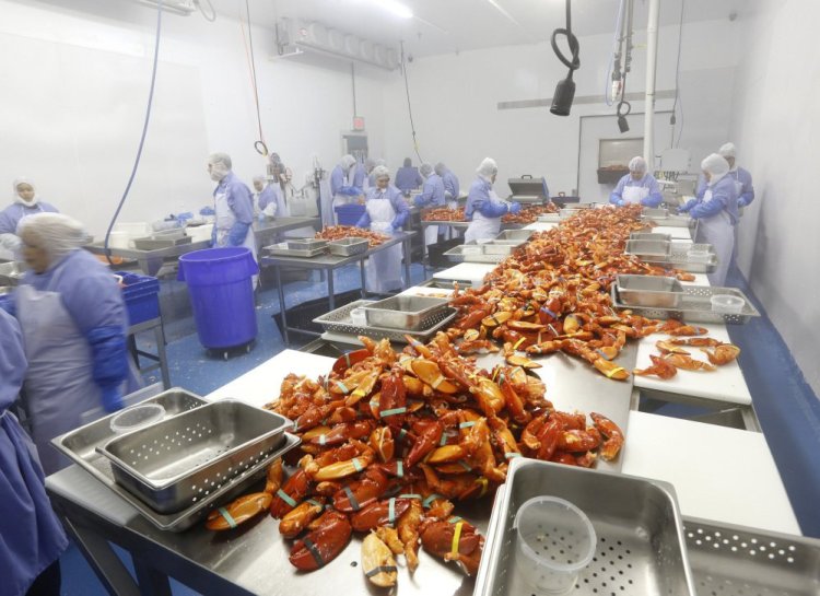 Workers process cooked Maine lobster claws in 2014 at Cape Seafood in Saco, owned by Cape Elizabeth native Luke Holden. His Luke's Lobster business has capitalized on the area's labor advantages and the popular Maine brand.