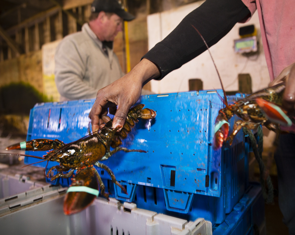 A European Union committee decided it couldn't support an import ban on American lobsters because they are not an invasive species. But the group might explore other measures to protect European lobsters without disrupting trade.