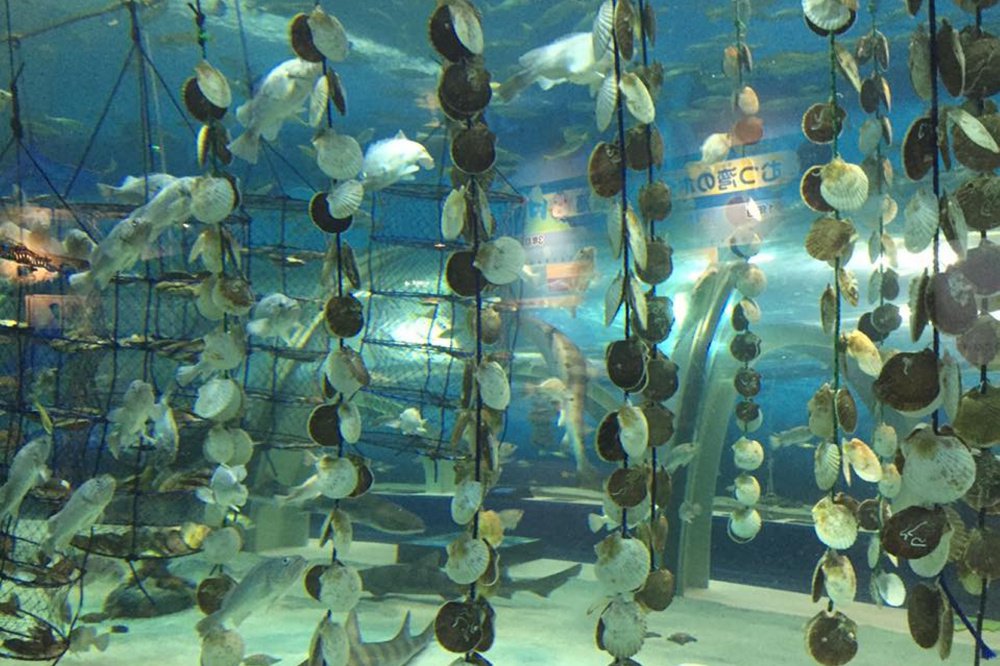 At a local aquarium, the Maine delegation got an up-close look at the hanging technique in which scallops are grown on vertical lines suspended in the sea, a farming method proven to speed up their growth.