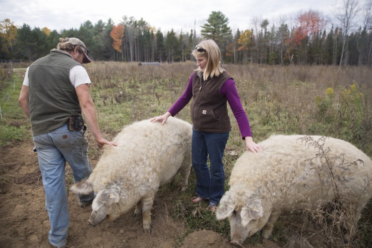 Steve Sinisi and his wife, Seren, check two Mangalitsa pigs at their Old Crow Ranch in Durham. They usually put up about 255 bales of hay to feed their cattle through the winter, but the drought has reduced the hay this year to 170 bales, so they're applying for federal aid.