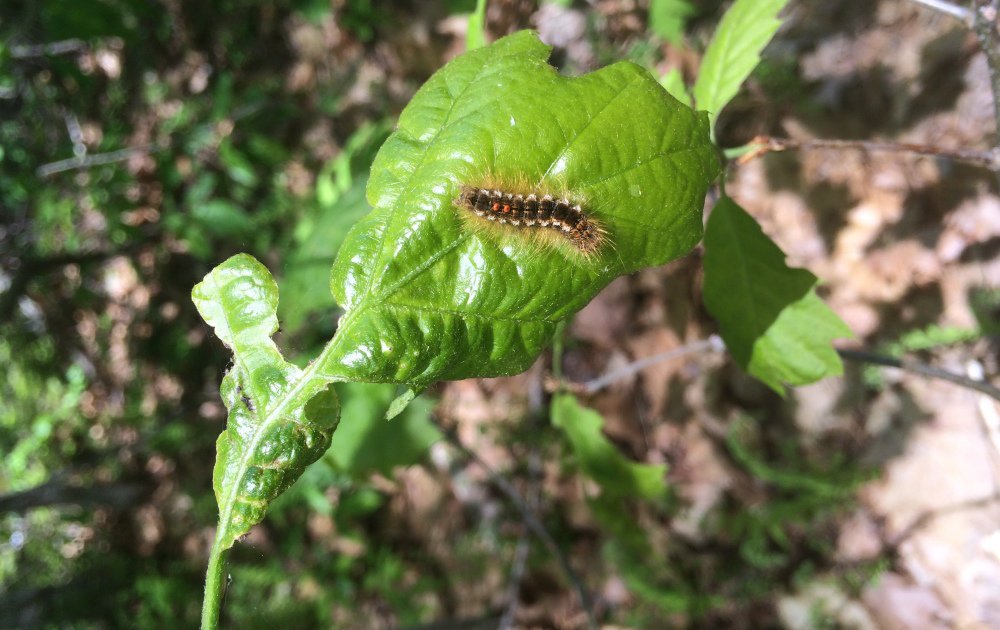 Not only do browntail moths have Mainers scratching, the caterpillars have defoliated 63,000 acres of trees this fall, and entomologists fear they'll be even more ravenous next year as dry weather has allowed them to thrive.