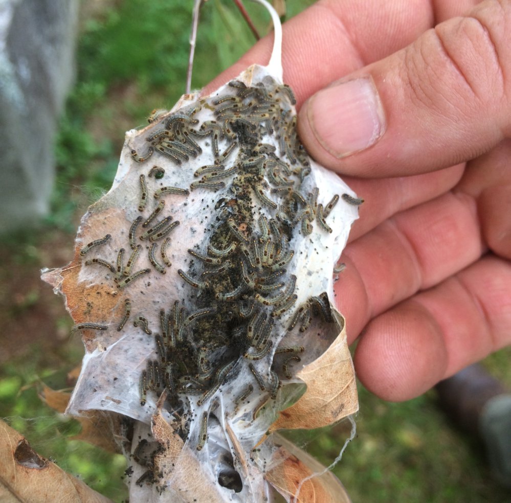 The moths' range in Maine has also spread this year, with infestations being found as far north as Millinocket, and scientists say the potential is there for them to continue their spread.
Maine Forest Service ACF via AP