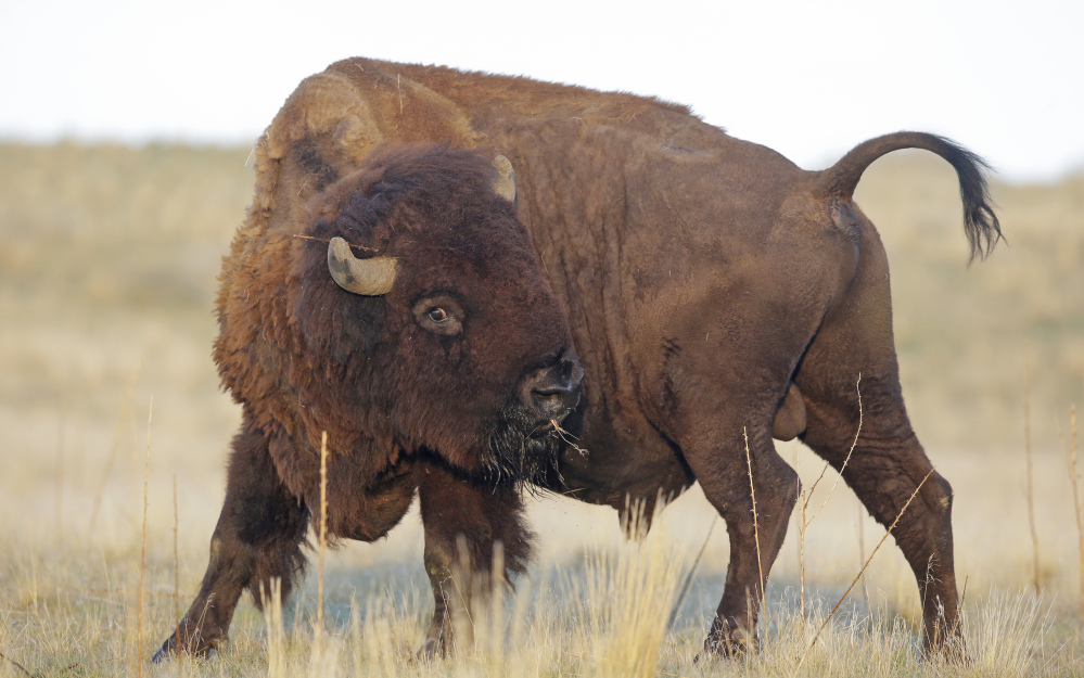Once corralled, this bison will be weighed, tagged and given its annual health checkup.