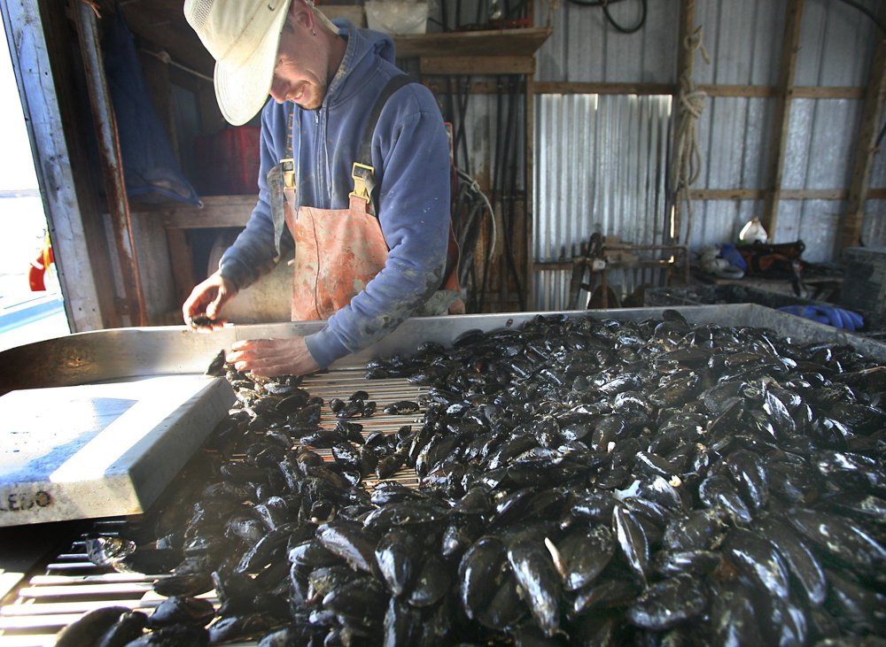 Bernie Sutherland sorts mussels in 2010 at Bangs Island Mussels on Casco Bay. A new market analysis says that the value of Maine’s shellfish aquaculture industry will grow to $30 million a year by 2030.