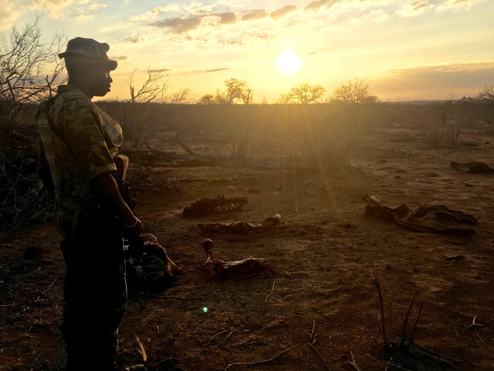 At left, a member of the Protrack Anti-Poaching Unit looks at the remains of a rhino on a private game reserve in Limpopo province.