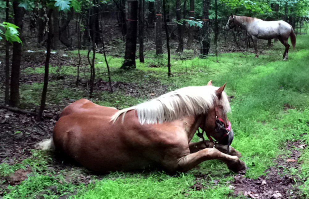 Doc Mishler's horses graze near Clay Pit State Park in Staten Island. Shane DiMaio/Staten Island Advance via AP