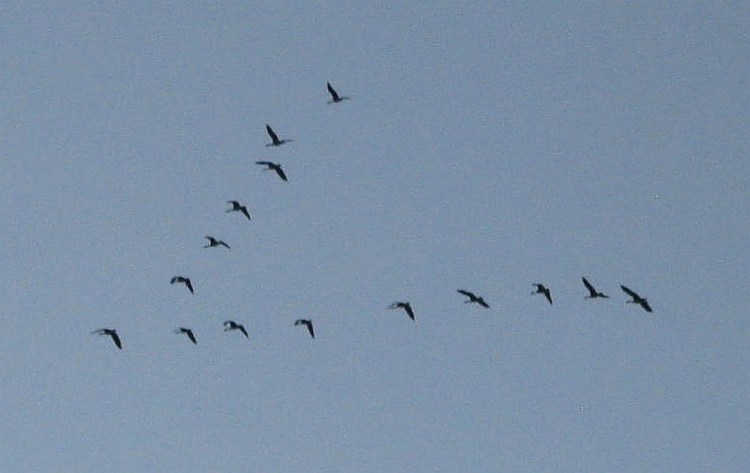 Canada geese over Unity in October.