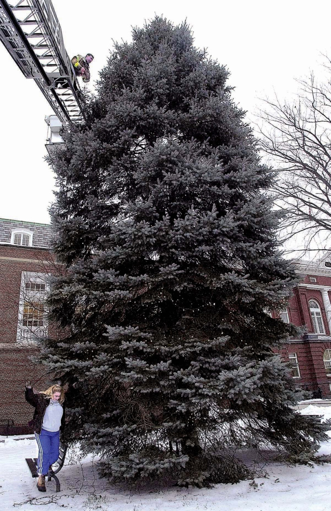 Waterville firefighter Robert Shay strings Christmas lights in November 2002 on top of a blue spruce tree in Castonquay Square beside City Hall as Chief Executive Assistant Tracey Steuber strings lights at the base. On Tuesday, the dying tree was removed.