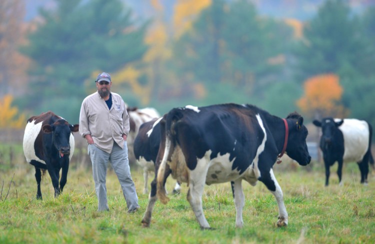 Steve Russell, a Winslow city councilor and member of the newly formed agriculture commission, walks among his bovines at his farm in Winslow on Oct. 21. Russell's family farm is one of two applicants for a new program that seeks to keep farms in operation by forgiving property taxes.