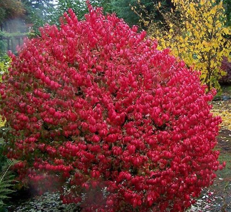 Euonymus alatus, or burning bush, spreads rapidly and easily outcompetes native species. Shutterstock.com