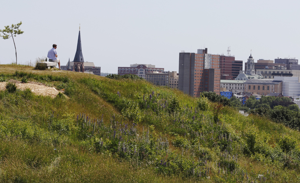 Elijah Roe looks over the Portland skyline from the Mt. Joy Orchard on Munjoy Hil in June.