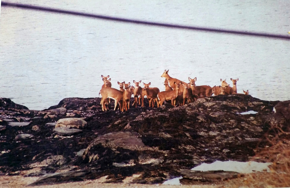 Portland's annual hunt started in 2000, when Peaks Island became overrun with deer.