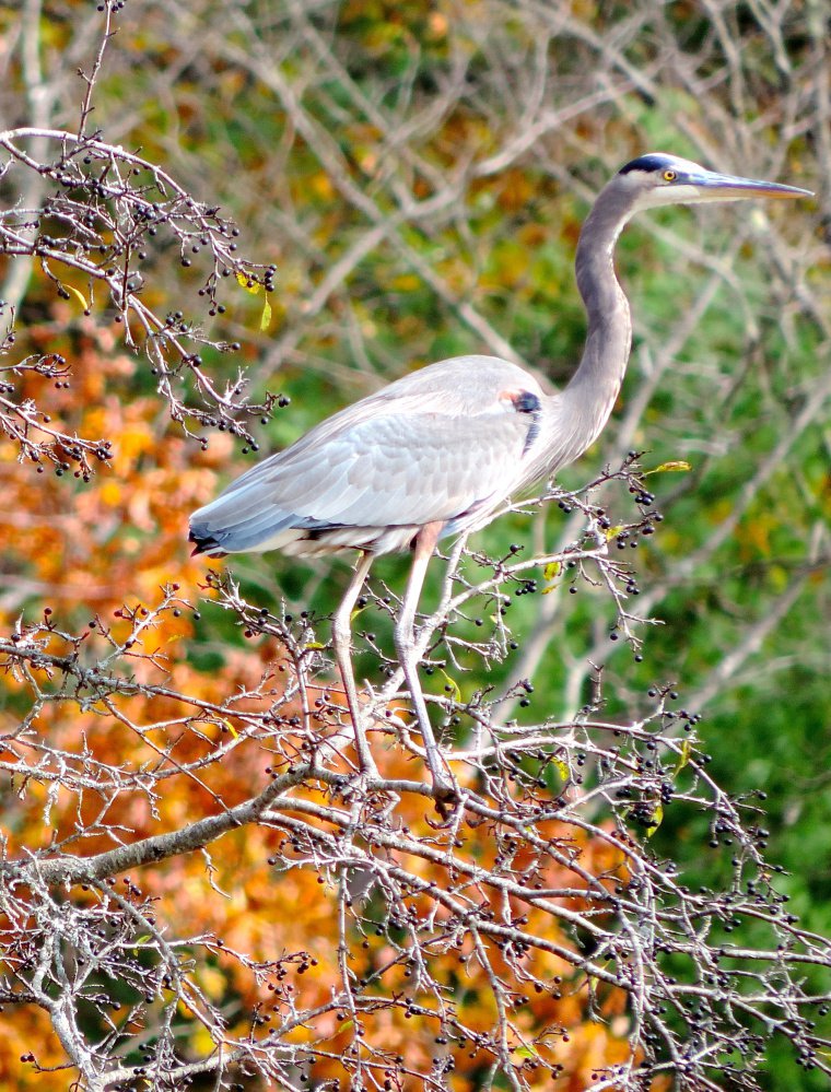 A blue heron perches delicately on a spindly bush at water's edge along the Mousam River.