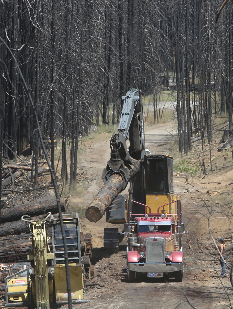 Drought and wildfire in previous years consumed millions of trees in California, but the situation this past summer was more severe, especially in the Sierra Nevada region.