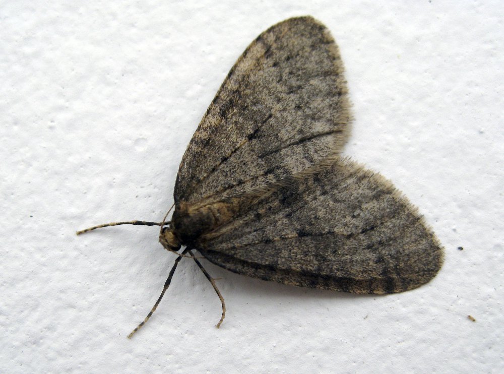 Winter moths such as this one could be particularly problematic in the spring for drought-stressed trees, one expert says.
