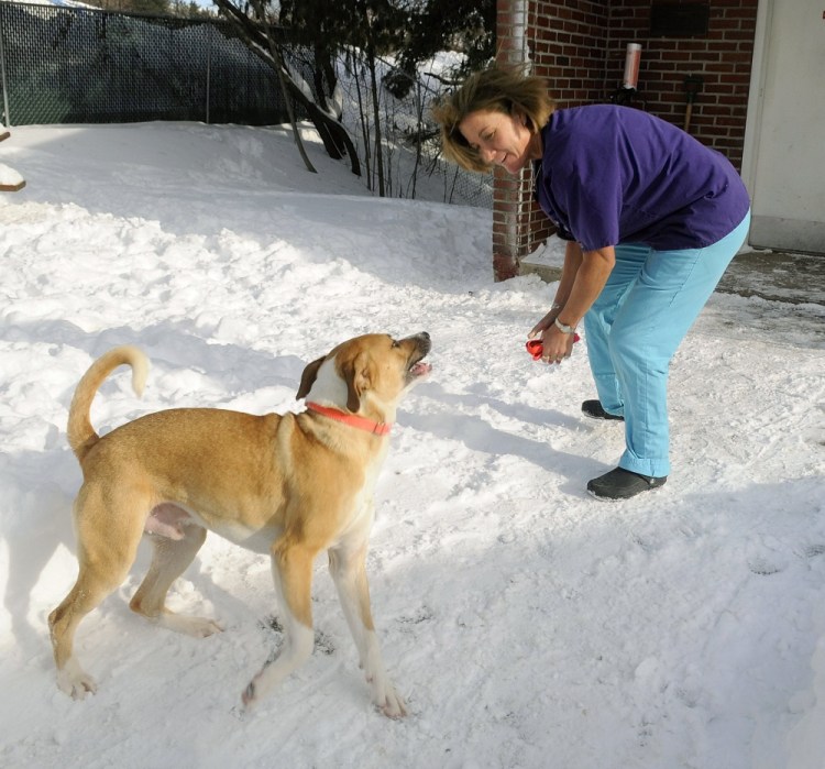 Animal care technician Alice Balcer plays with a dog in 2008 outside the Kennebec Valley Humane Society in Augusta. Balcer and her husband, Antonio, were killed Monday in their Winthrop home. The Winthrop Veterinary Hospital, where she worked most recently, is caring for the family's animals.