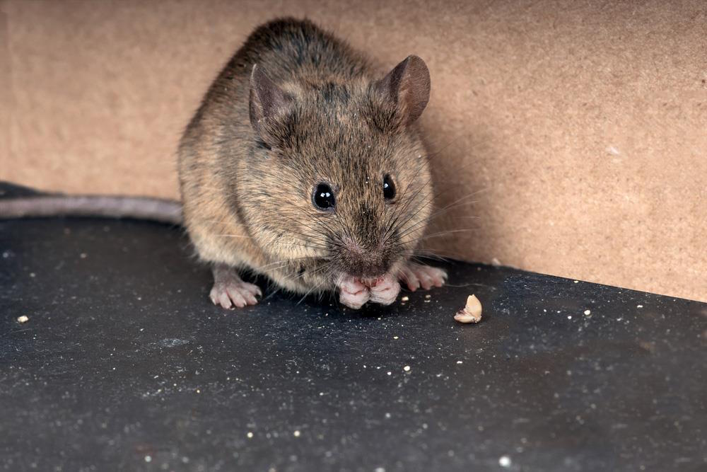 Rodents can enter your home through holes smaller than a dime.