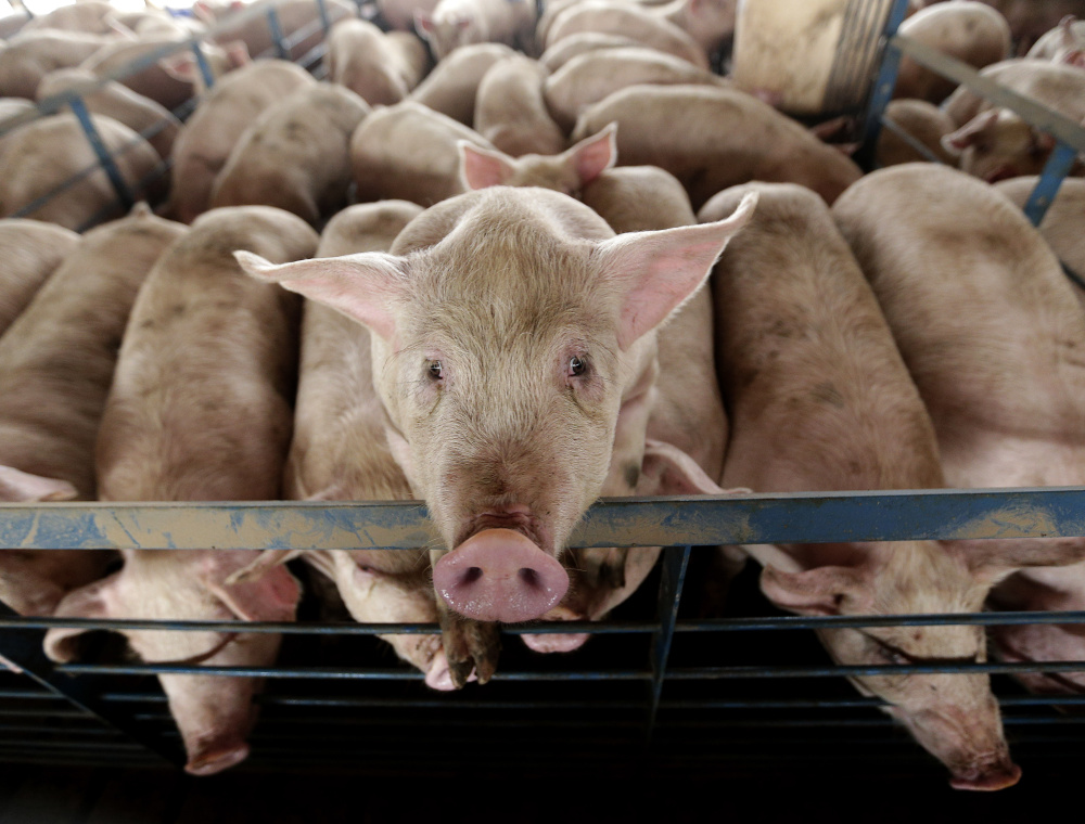 Large-scale farming opertions such as the pork producers in the Midwest have pushed for changes – often successfully – that would make it harder for states to further regulate how they raise animals for slaughter.