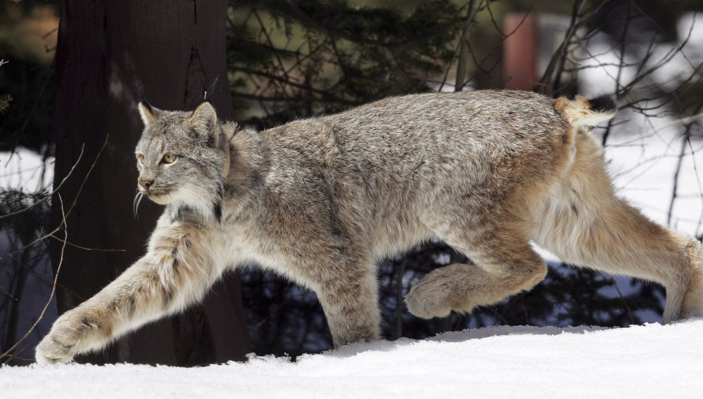 Two Canada lynx were killed illegally in Maine in November, and rewards are being offered for information leading to the convictions of those responsible.